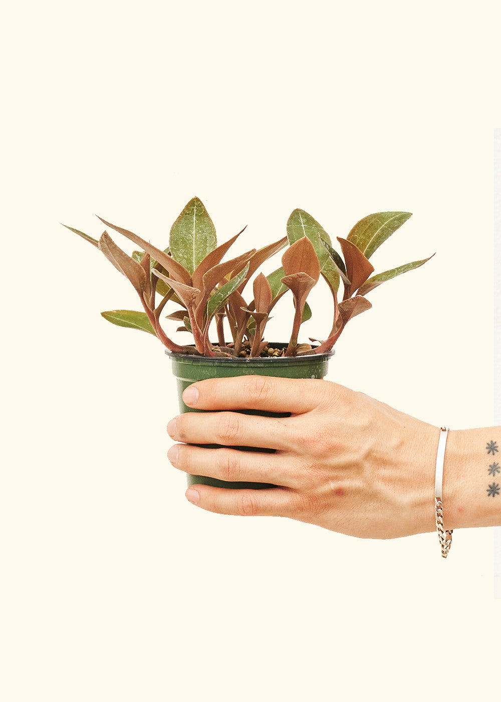 Small Black Jewel Orchid (Ludisia discolor) in a grow pot.