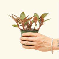 Small Black Jewel Orchid (Ludisia discolor) in a grow pot.