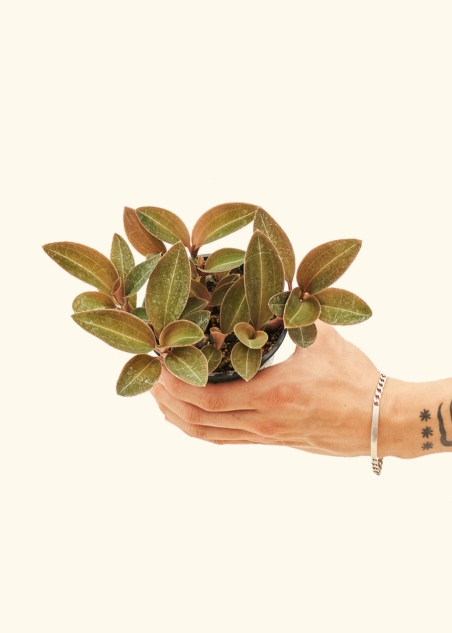 Small Black Jewel Orchid (Ludisia discolor) in a grow pot.