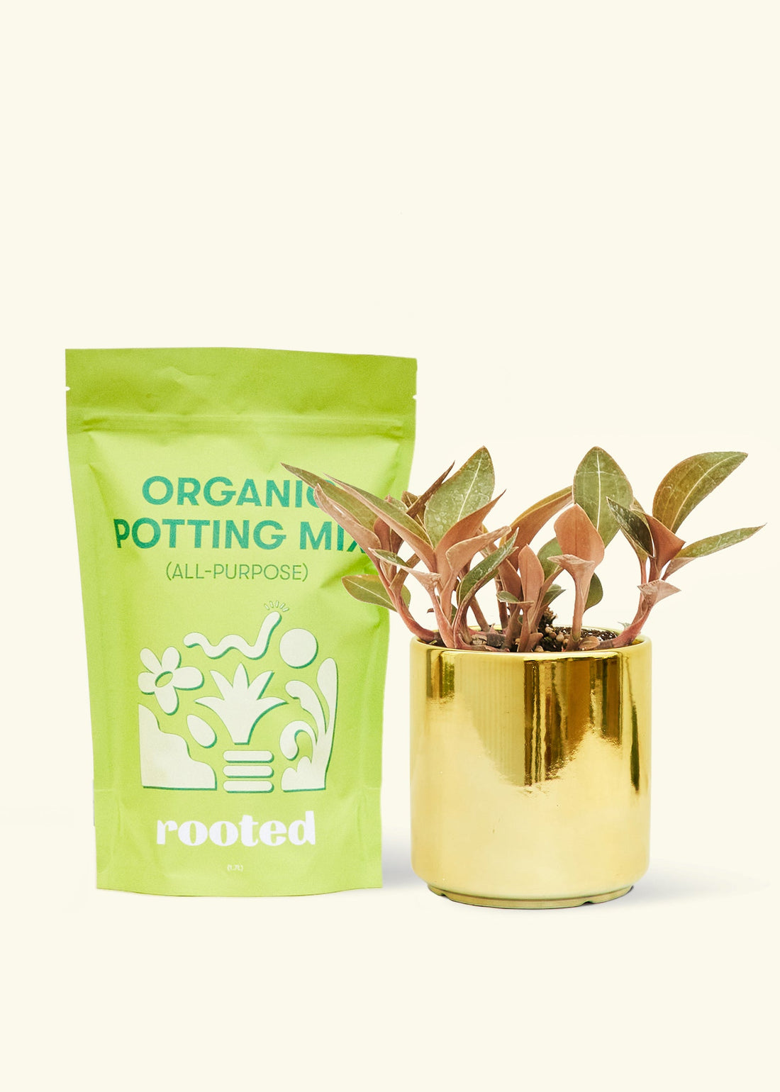 Small Black Jewel Orchid (Ludisia discolor) in a gold cylinder pot and a bag of soil.