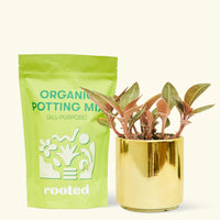 Small Black Jewel Orchid (Ludisia discolor) in a gold cylinder pot and a bag of soil.