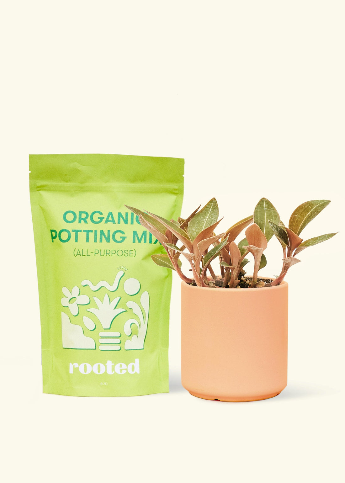 Small Black Jewel Orchid (Ludisia discolor) in a peach cylinder pot and a bag of soil.