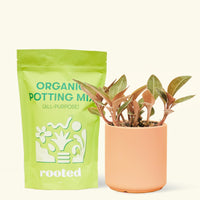 Small Black Jewel Orchid (Ludisia discolor) in a peach cylinder pot and a bag of soil.
