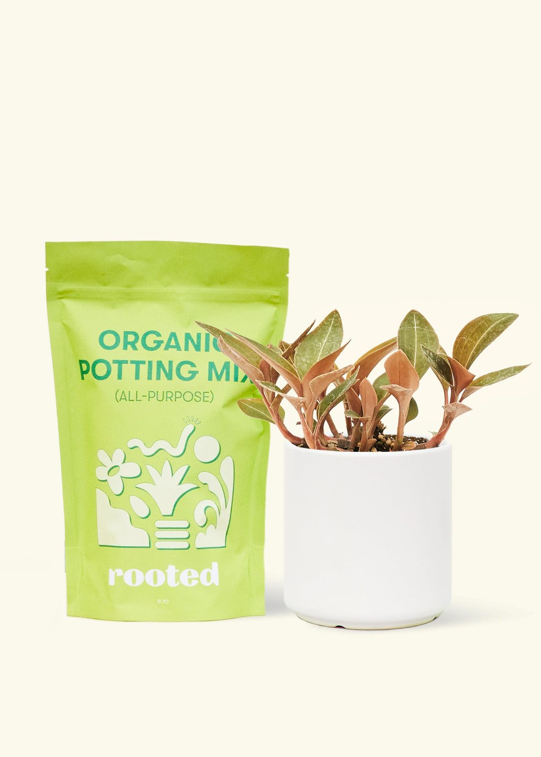 Small Black Jewel Orchid (Ludisia discolor) in a white cylinder pot and a bag of soil.