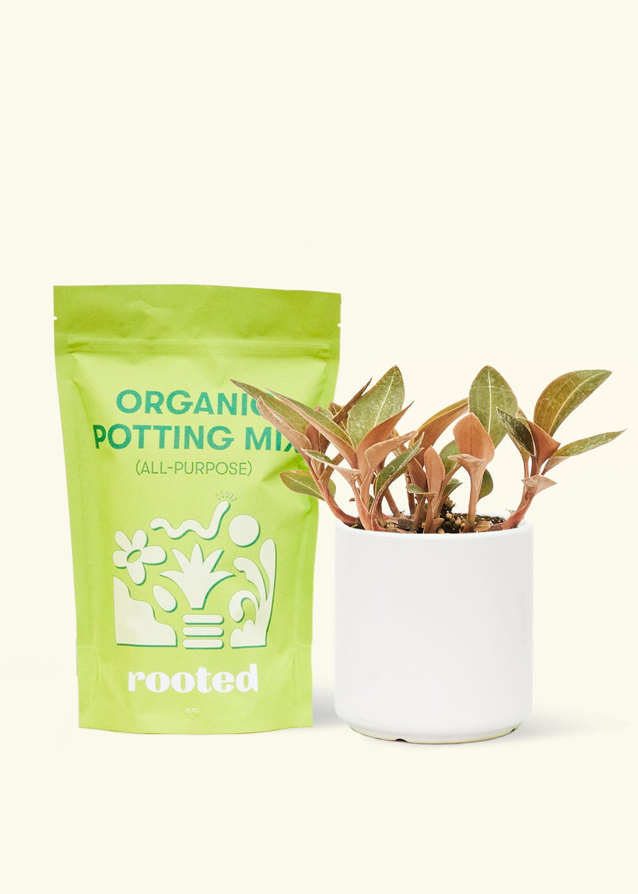 Small Black Jewel Orchid (Ludisia discolor) in a white cylinder pot and a bag of soil.