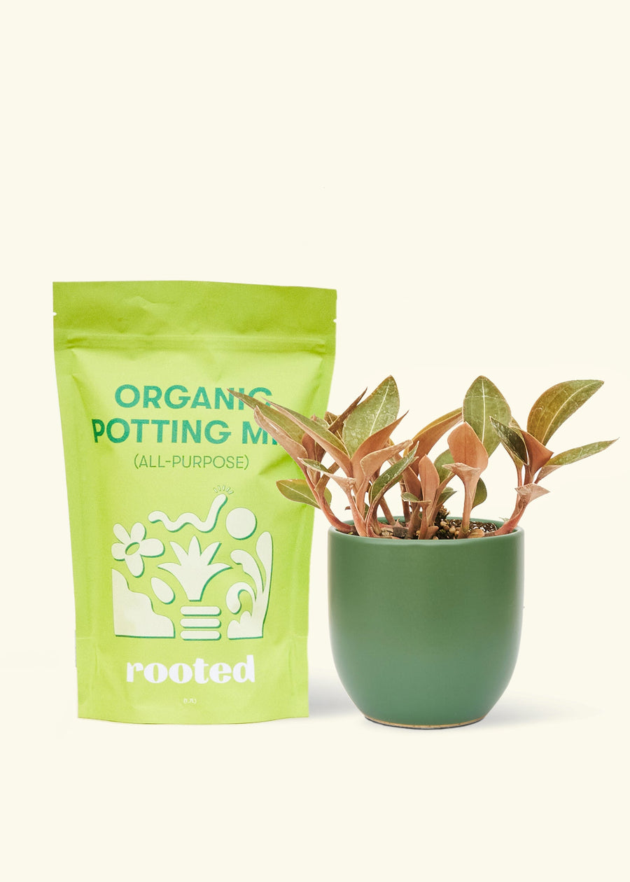 Small Black Jewel Orchid (Ludisia discolor) in a green rounded pot and a bag of soil.
