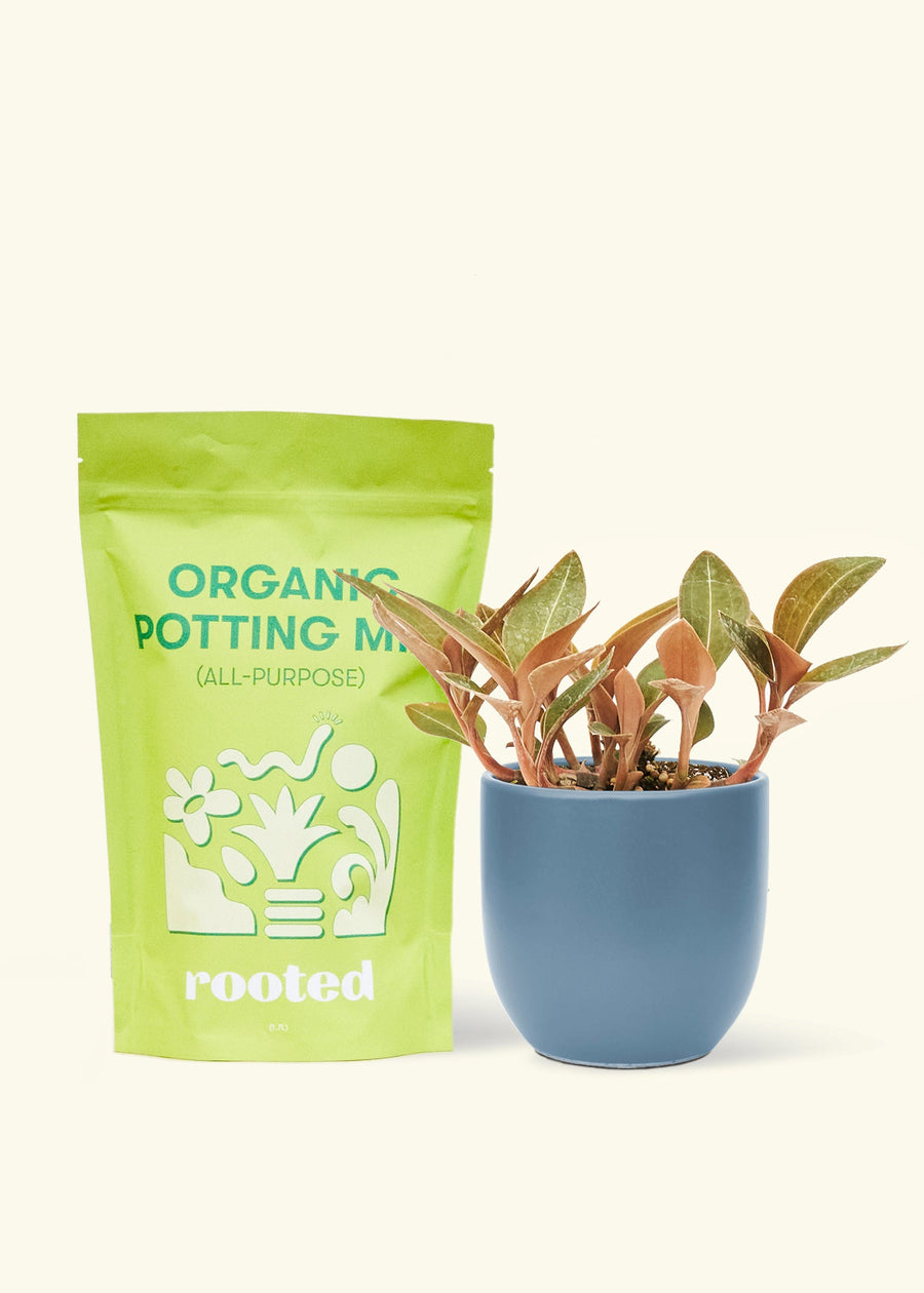 Small Black Jewel Orchid (Ludisia discolor) in a indigo rounded pot and a bag of soil.