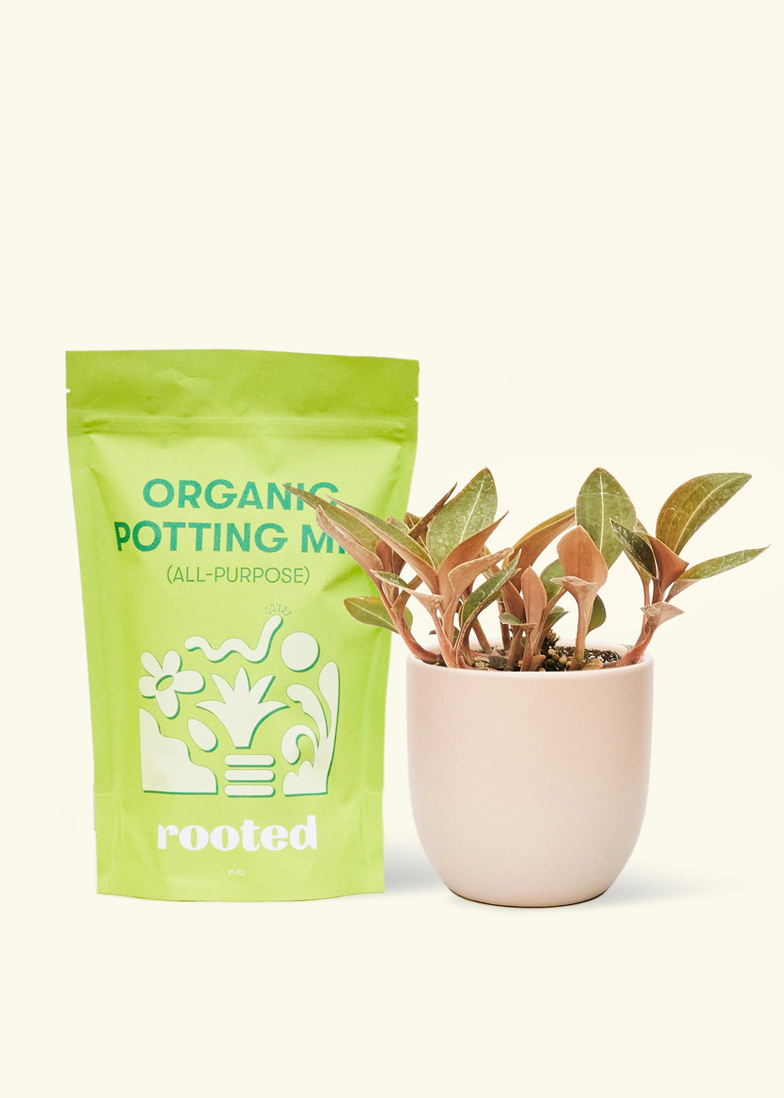 Small Black Jewel Orchid (Ludisia discolor) in a pink rounded pot and a bag of soil.