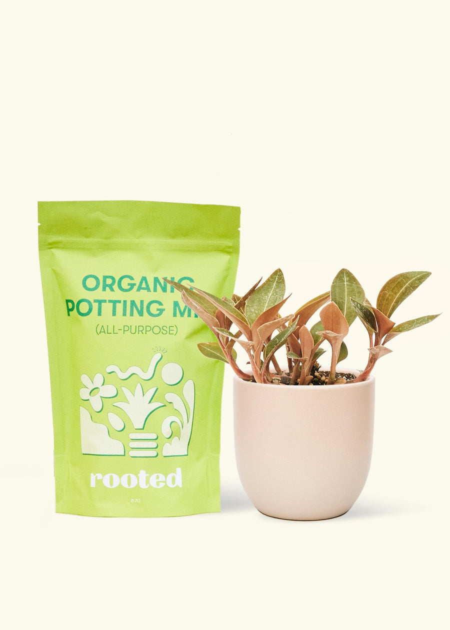 Small Black Jewel Orchid (Ludisia discolor) in a pink rounded pot and a bag of soil.
