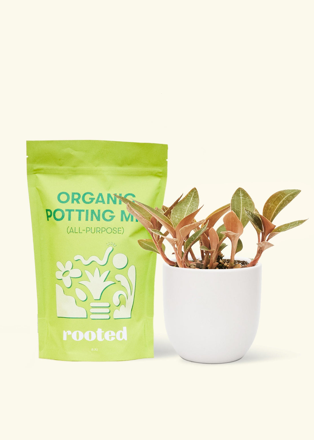 Small Black Jewel Orchid (Ludisia discolor) in a white rounded pot and a bag of soil.