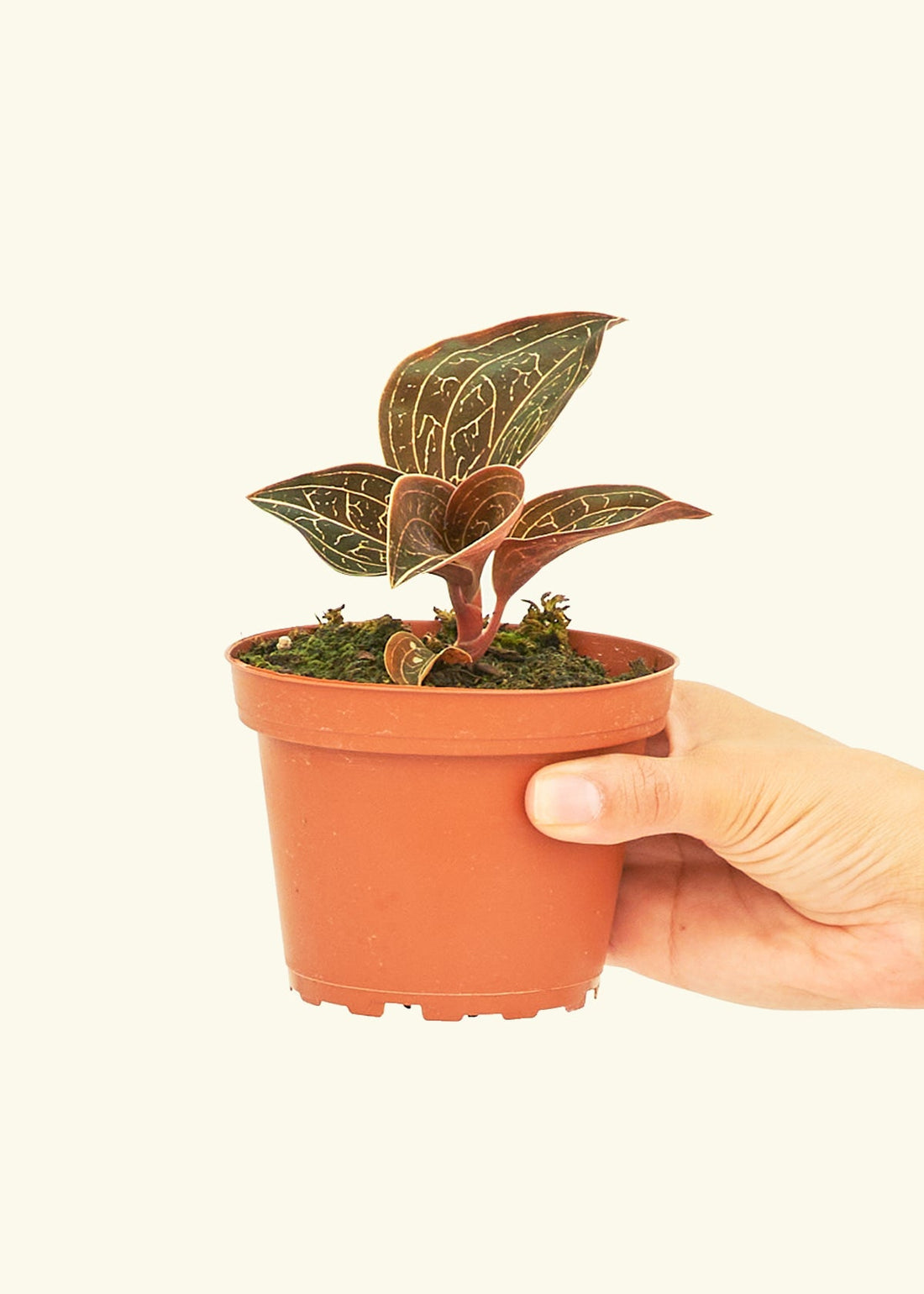 A 4" jewel orchid in a grow pot.