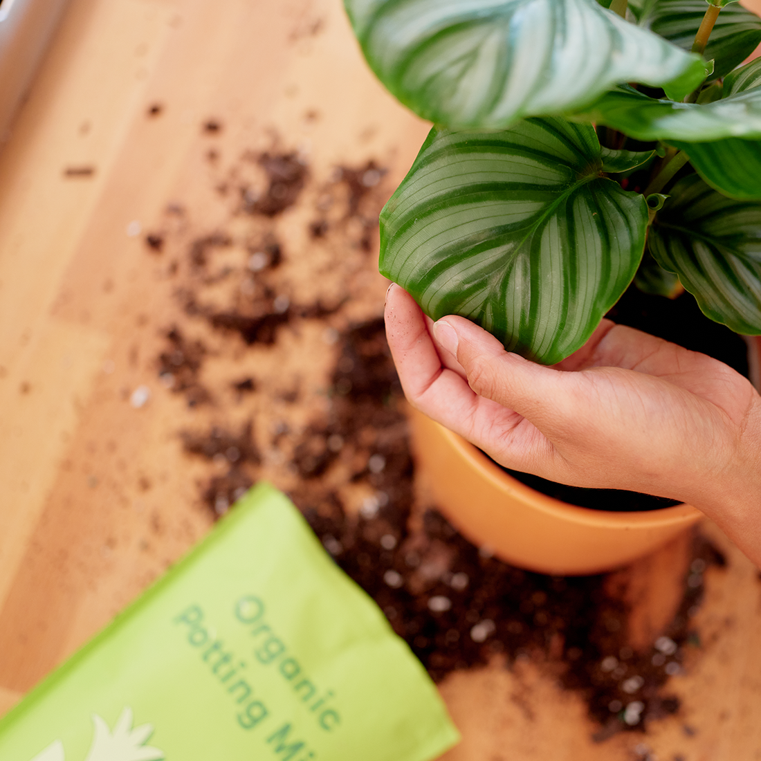 Potting Mix, Arid Plants