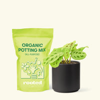 Small Beauty Kim Prayer Plant (Maranta leuconeura 'Beauty Kim') in a black cylinder pot and a bag of soil.