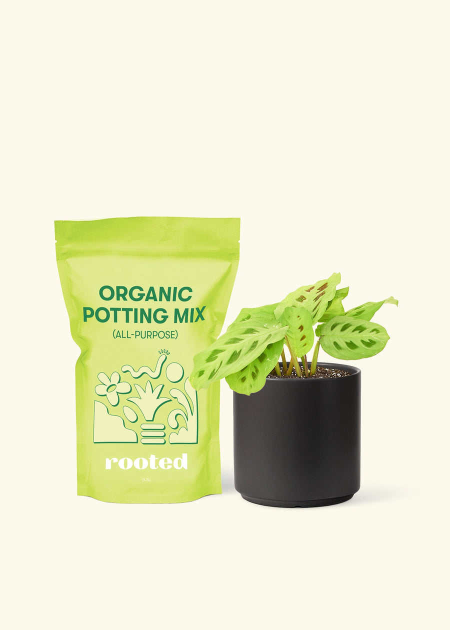 Small Beauty Kim Prayer Plant (Maranta leuconeura 'Beauty Kim') in a black cylinder pot and a bag of soil.