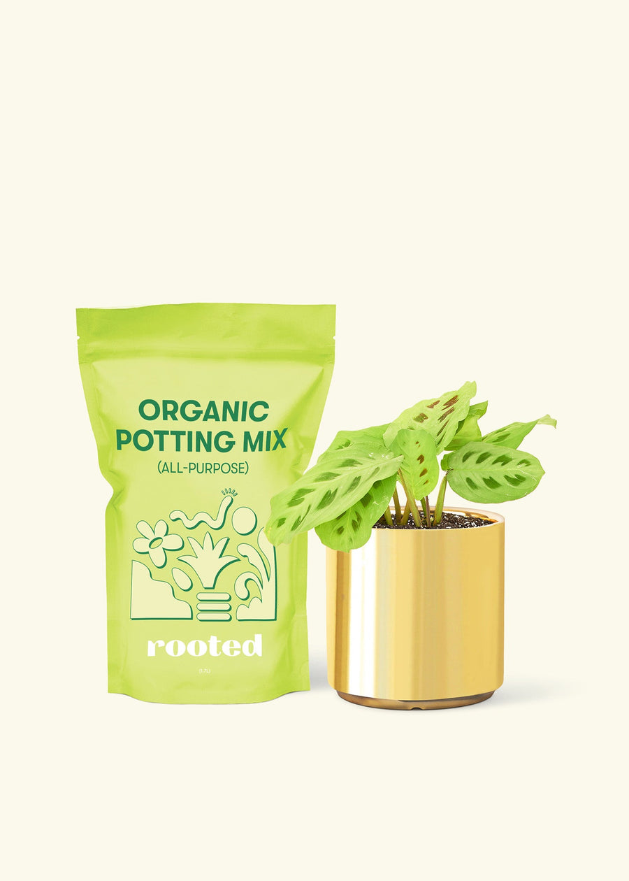 Small Beauty Kim Prayer Plant (Maranta leuconeura 'Beauty Kim') in a gold cylinder pot and a bag of soil.