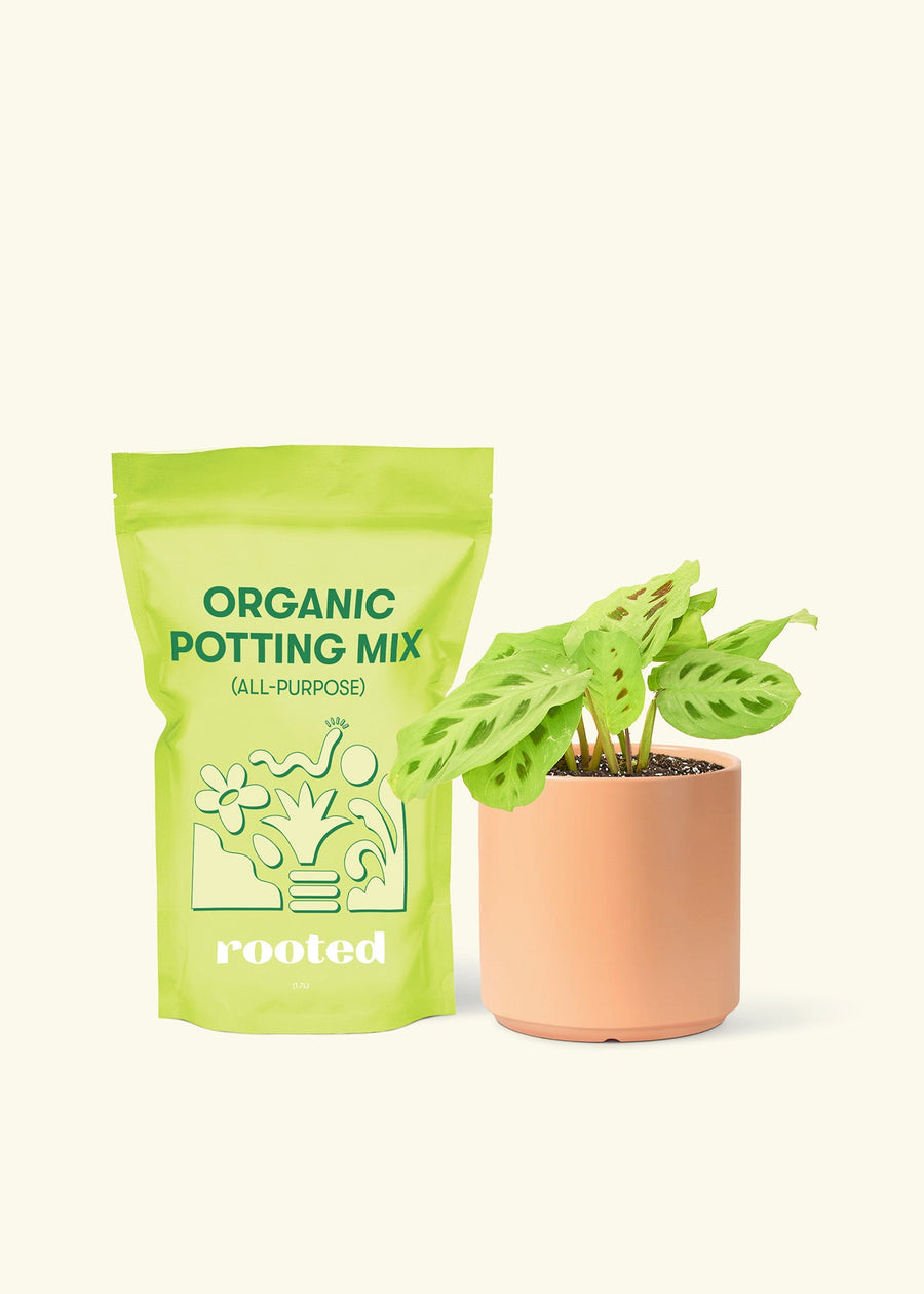 Small Beauty Kim Prayer Plant (Maranta leuconeura 'Beauty Kim') in a peach cylinder pot and a bag of soil.
