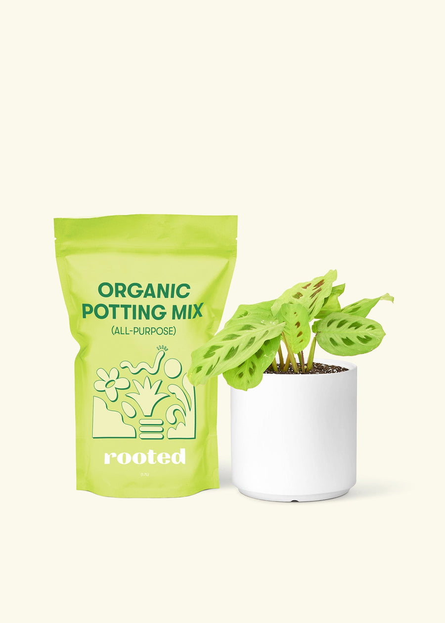 Small Beauty Kim Prayer Plant (Maranta leuconeura 'Beauty Kim') in a white cylinder pot and a bag of soil.