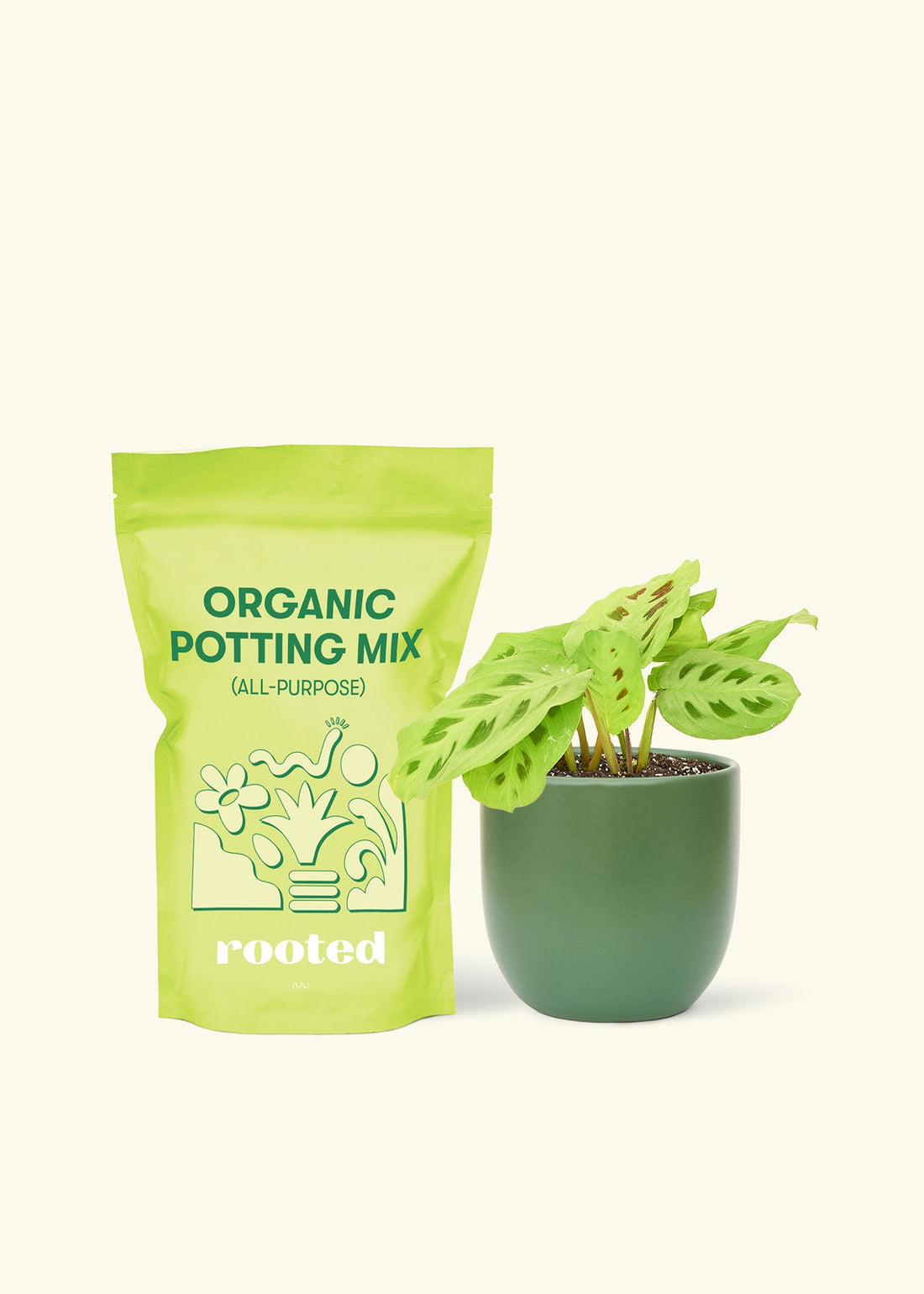 Small Beauty Kim Prayer Plant (Maranta leuconeura &
