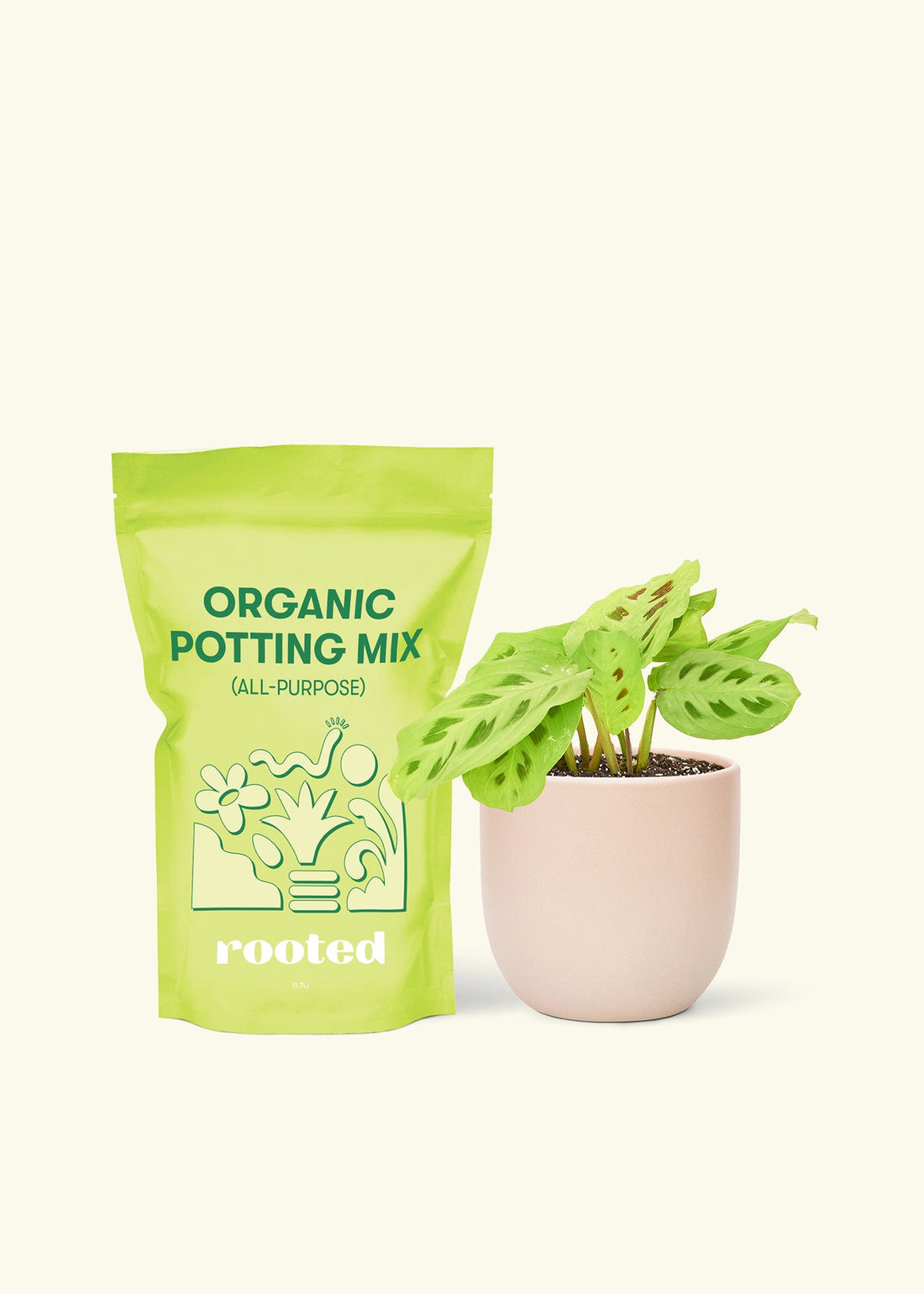 Small Beauty Kim Prayer Plant (Maranta leuconeura &