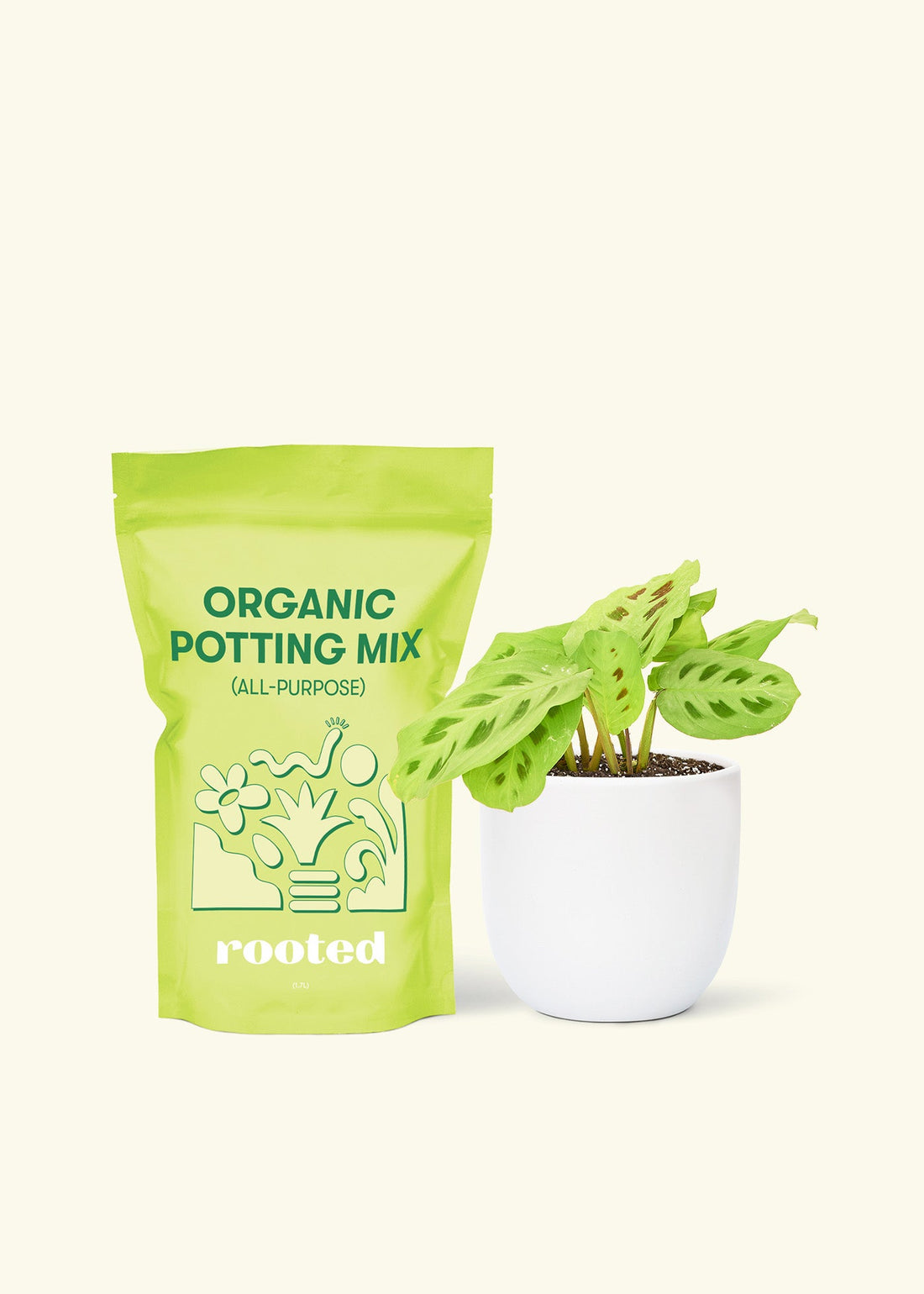 Small Beauty Kim Prayer Plant (Maranta leuconeura &