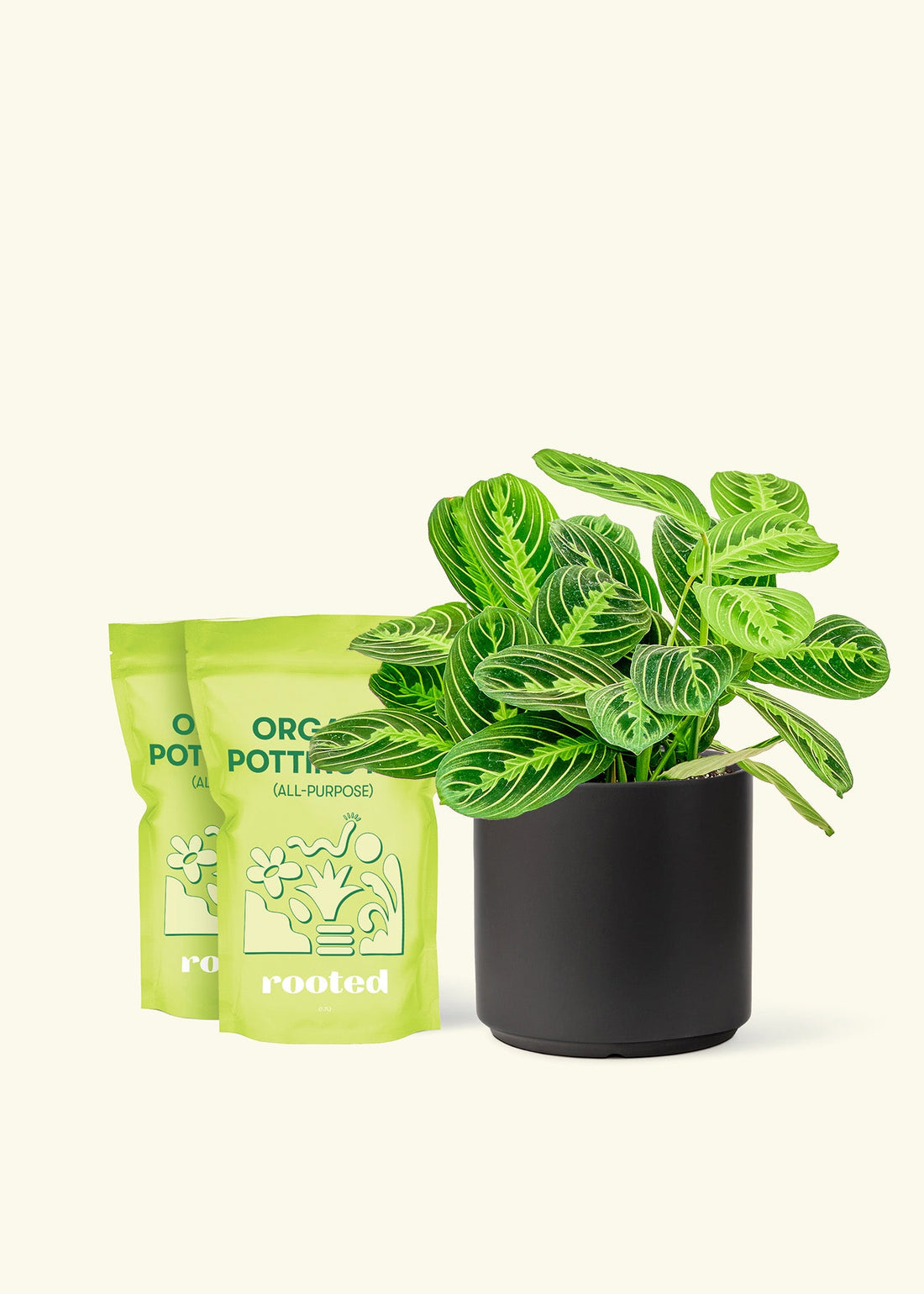 Medium Lemon Lime Prayer Plant (Maranta leuconeura &