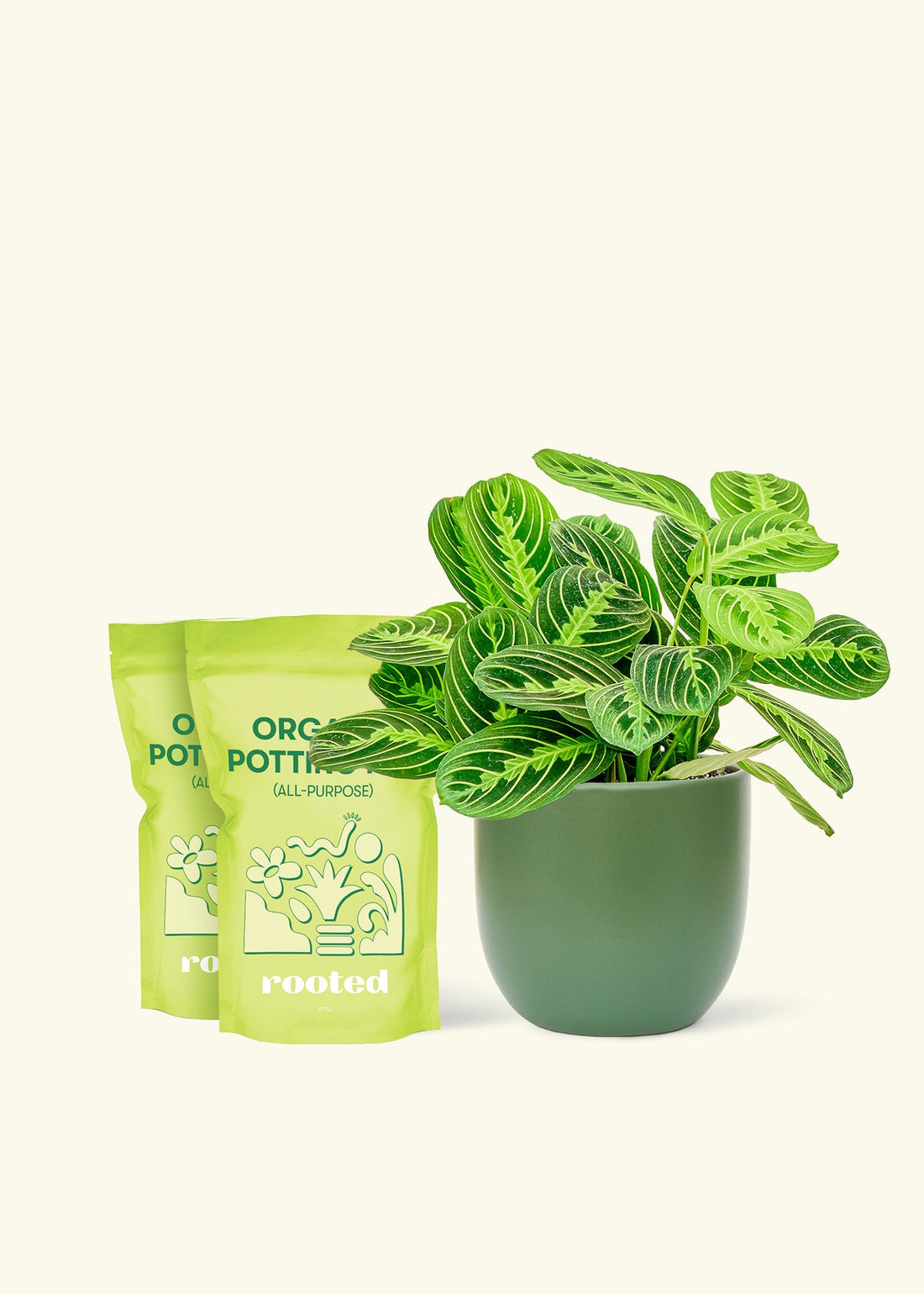 Medium Lemon Lime Prayer Plant (Maranta leuconeura &