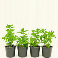 Mint 4-Pack Plant Rooted 