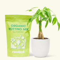 A bag of Organic Potting Mix to the left of a Braided Money Tree in a white rounded ceramic pot.