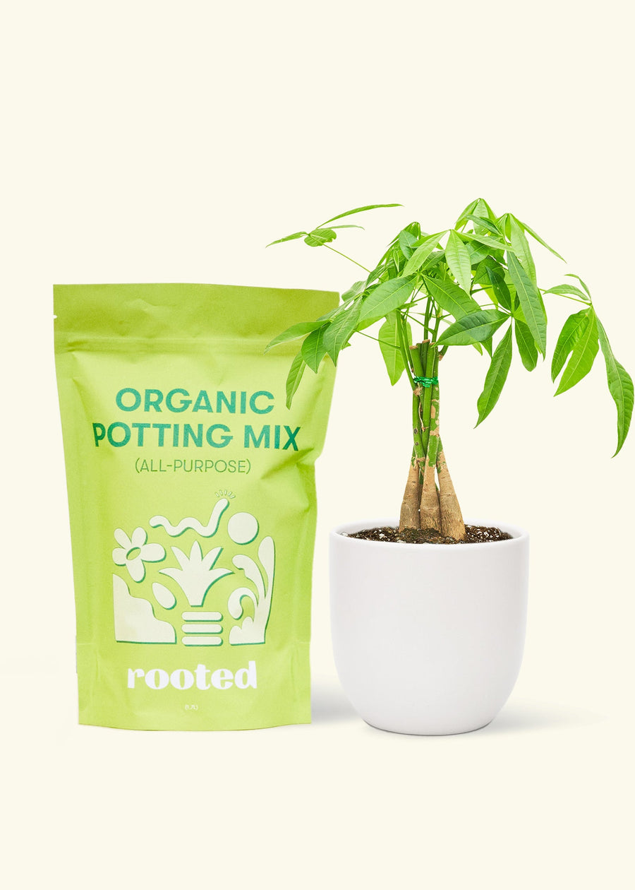 A bag of Organic Potting Mix to the left of a Braided Money Tree in a white rounded ceramic pot.