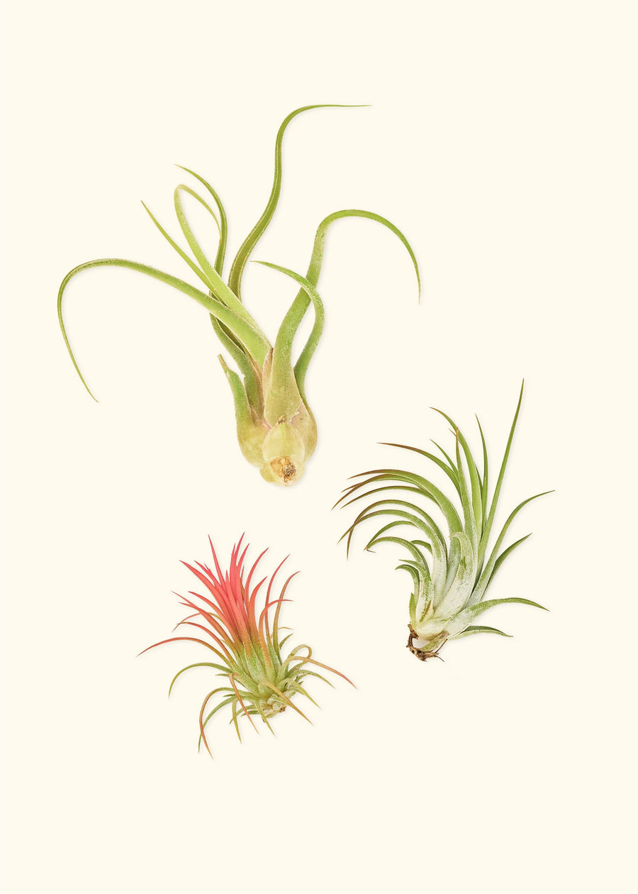 Three air plants.