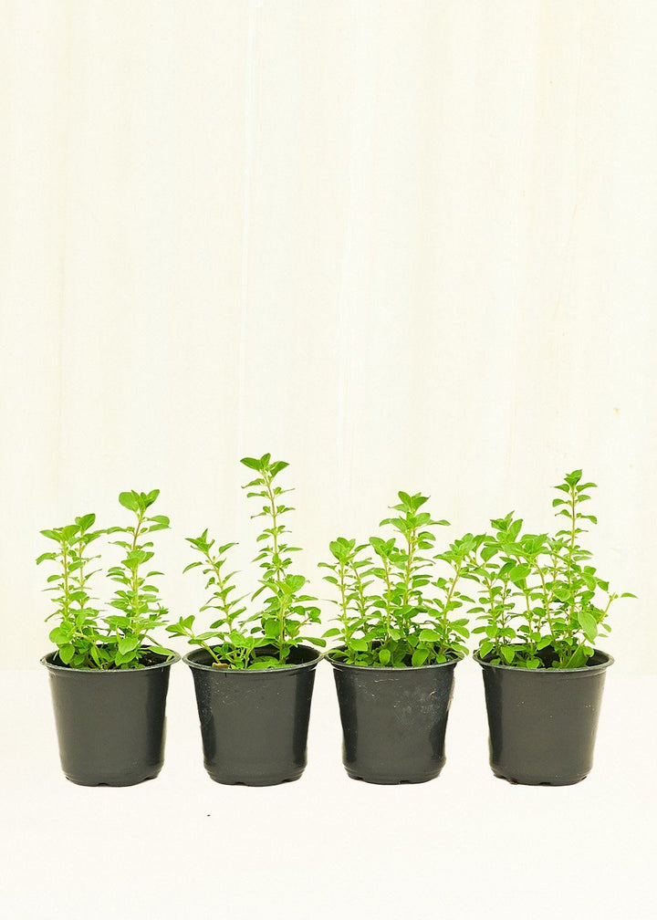 Oregano 4-Pack Plant Rooted 