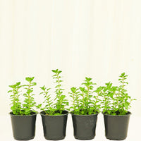 Oregano 4-Pack Plant Rooted 