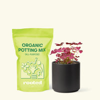 Small Purple Shamrock (Oxalis vairety) in a black cylinder pot and a bag of soil.