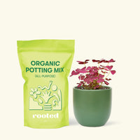 Small Purple Shamrock (Oxalis vairety) in a green rounded pot and a bag of soil.