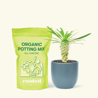 Small Madagascar Palm (Pachypodium lamerei) in a indigo rounded pot and a bag of soil.