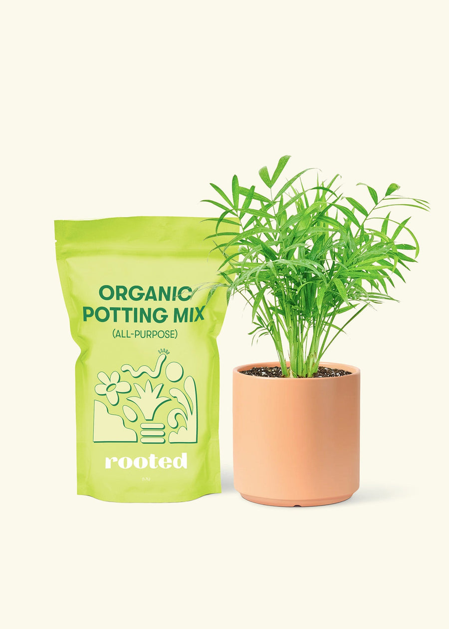 Small Parlor Palm (Chamaedorea elegans) in a peach cylinder pot and a bag of soil.