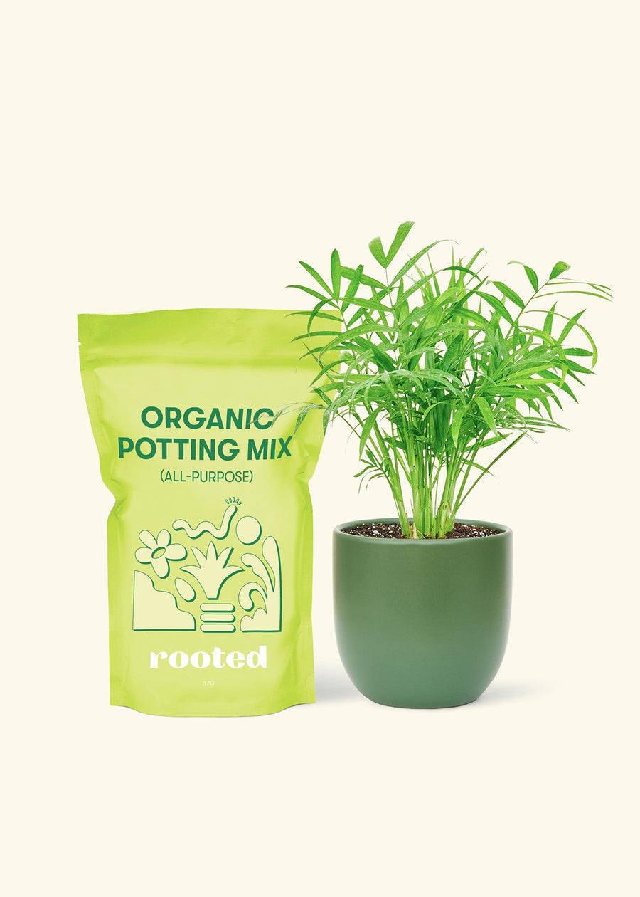 Small Parlor Palm (Chamaedorea elegans) in a green rounded pot and a bag of soil.