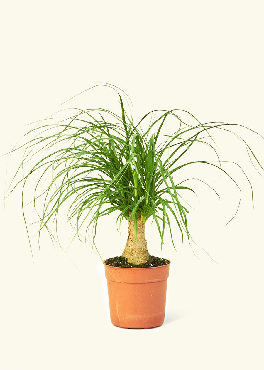 Small Ponytail Palm (Beaucarnea recurvata) in a grow pot.