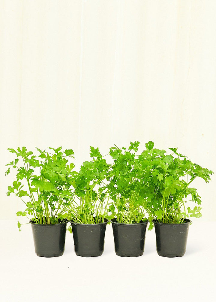 Parsley 4-Pack Plant Rooted 