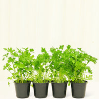 Parsley 4-Pack Plant Rooted 