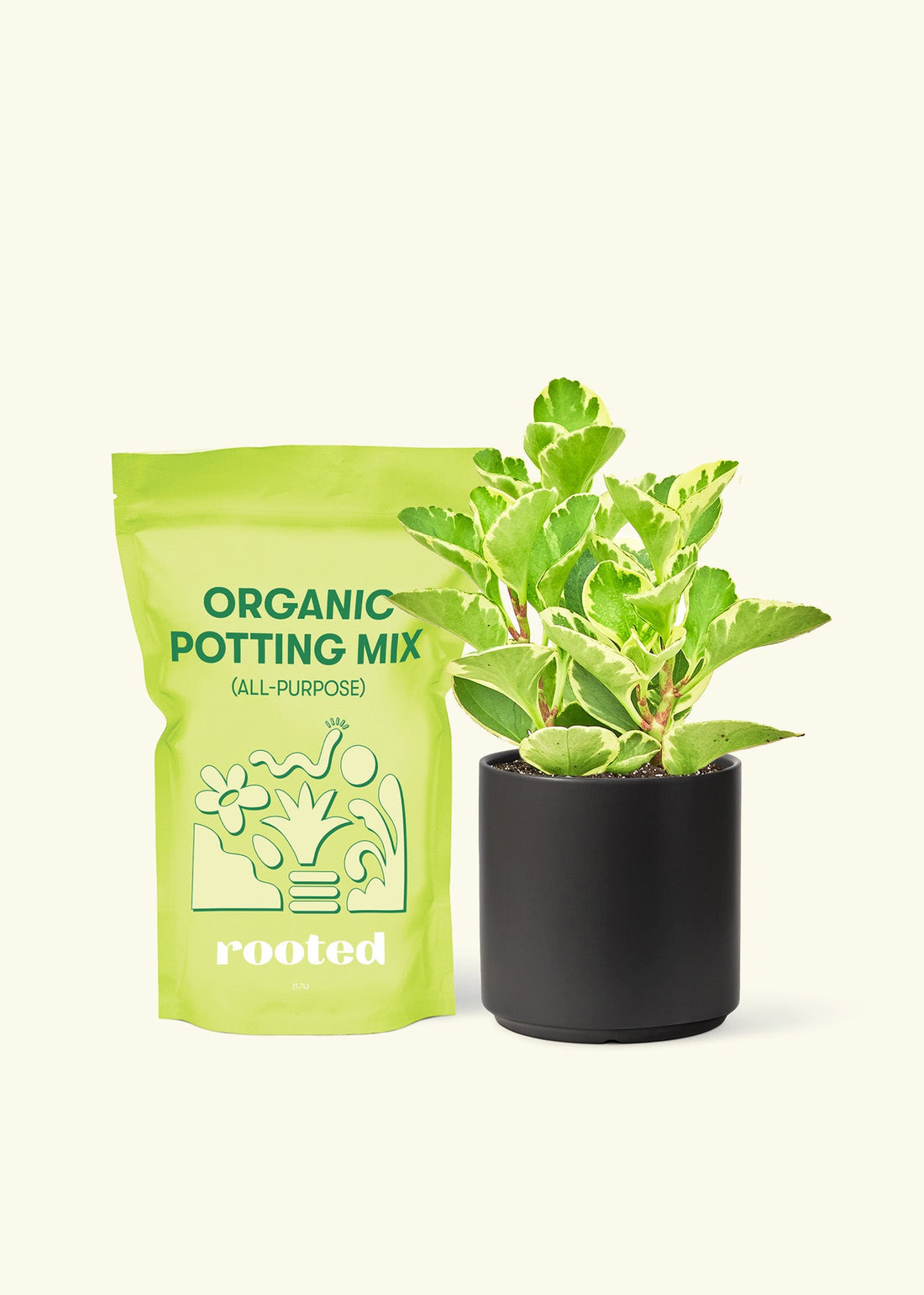 Small Variegated Baby Rubber Plant (Peperomia obtusifolia variegata) in a black cylinder pot and a bag of soil.