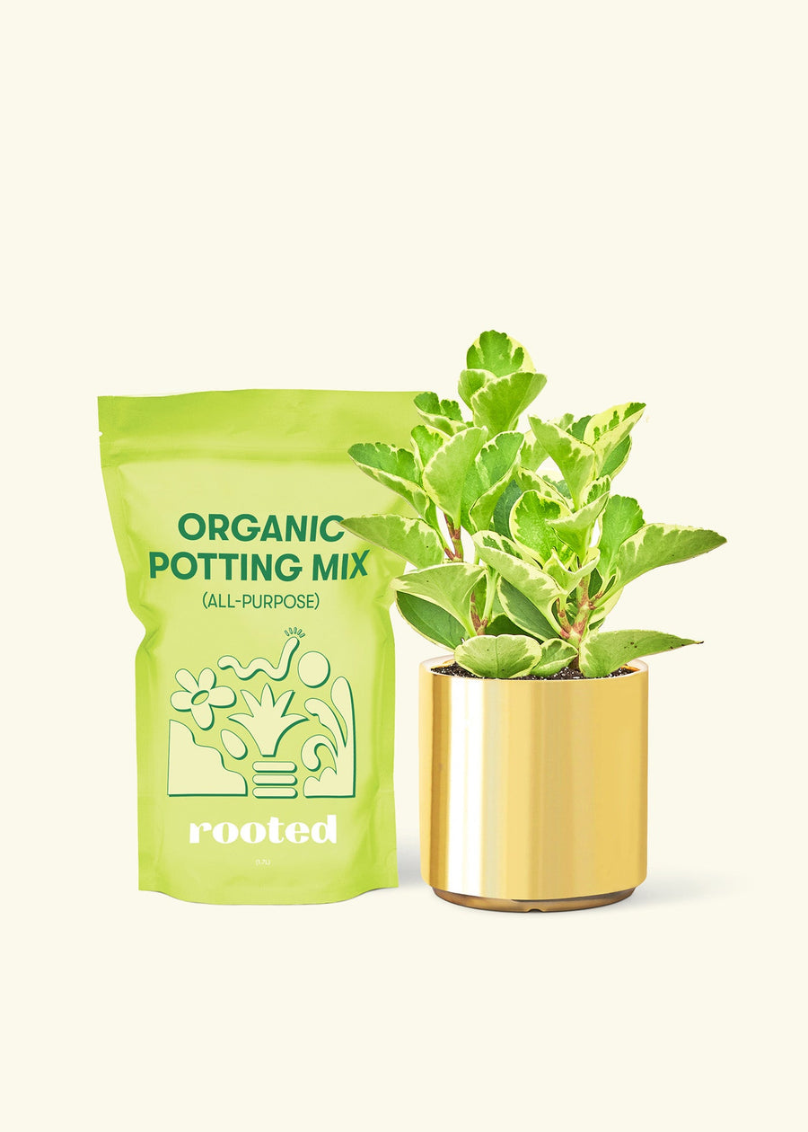 Small Variegated Baby Rubber Plant (Peperomia obtusifolia variegata) in a gold cylinder pot and a bag of soil.