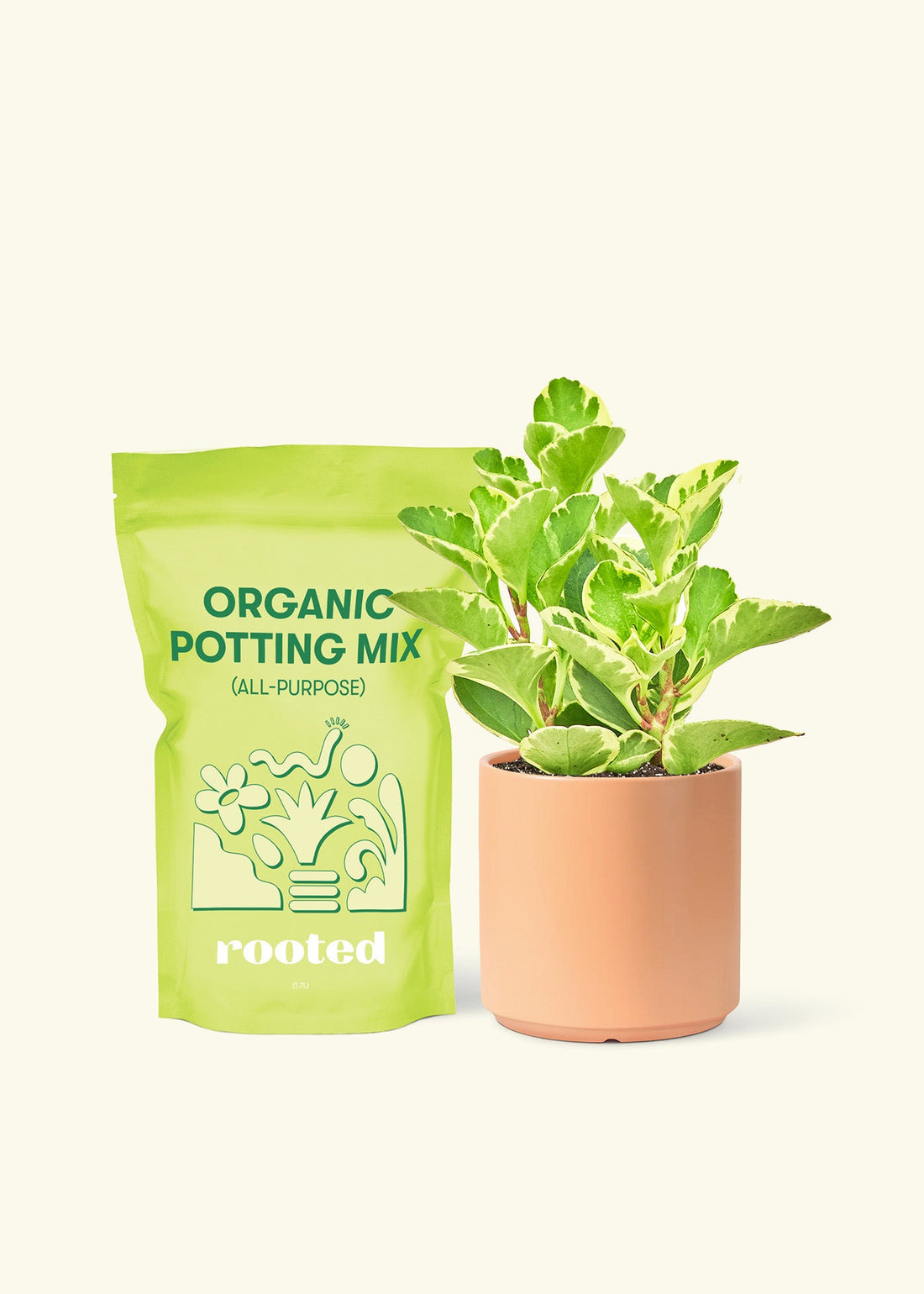 Small Variegated Baby Rubber Plant (Peperomia obtusifolia variegata) in a peach cylinder pot and a bag of soil.