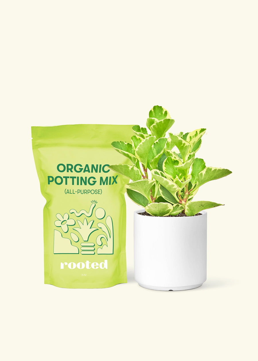 Small Variegated Baby Rubber Plant (Peperomia obtusifolia variegata) in a white cylinder pot and a bag of soil.