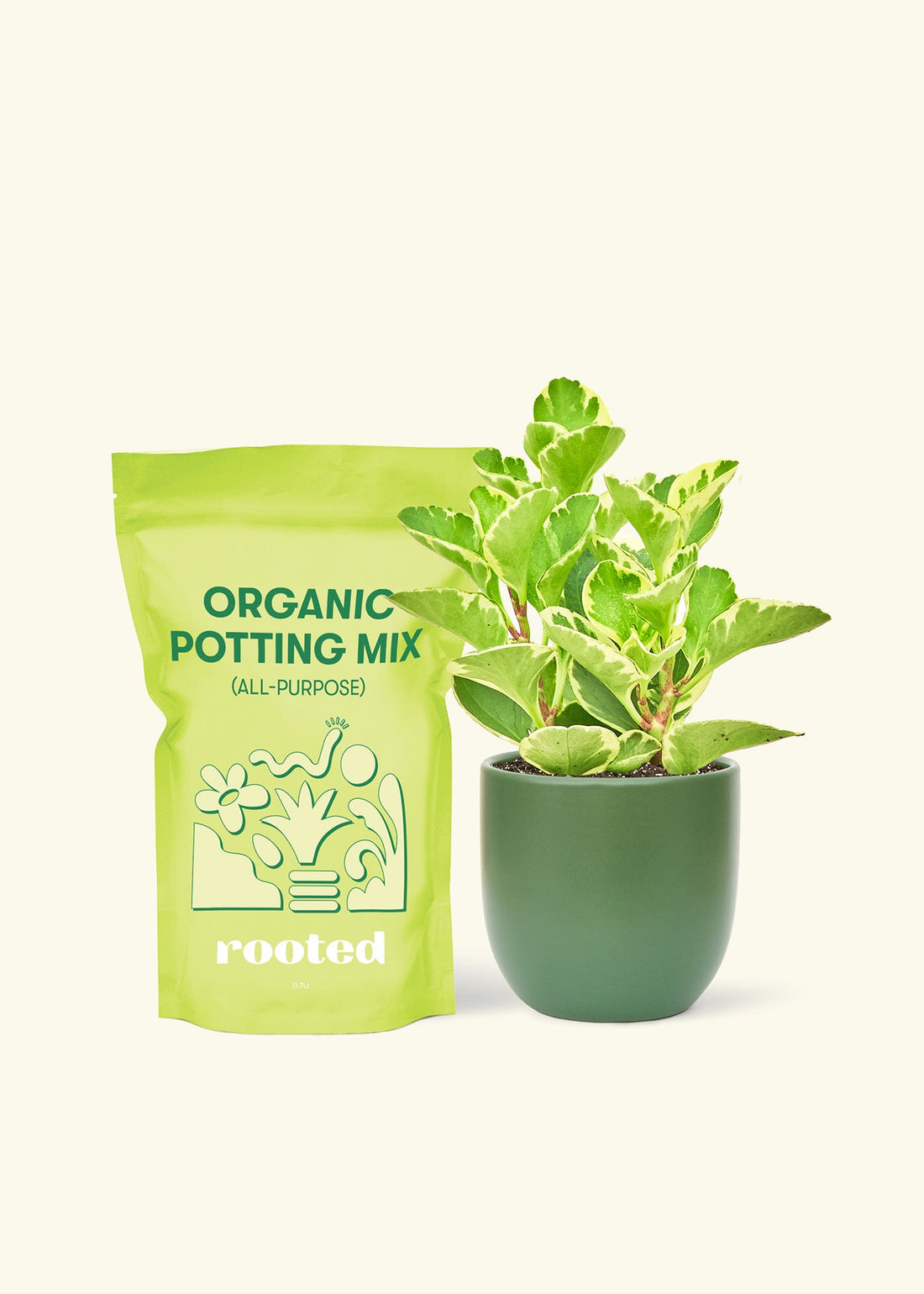 Small Variegated Baby Rubber Plant (Peperomia obtusifolia variegata) in a green rounded pot and a bag of soil.