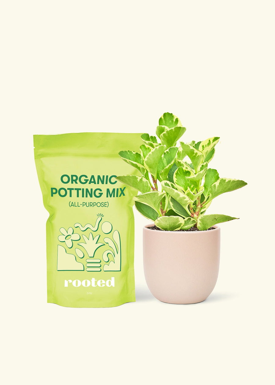Small Variegated Baby Rubber Plant (Peperomia obtusifolia variegata) in a pink rounded pot and a bag of soil.