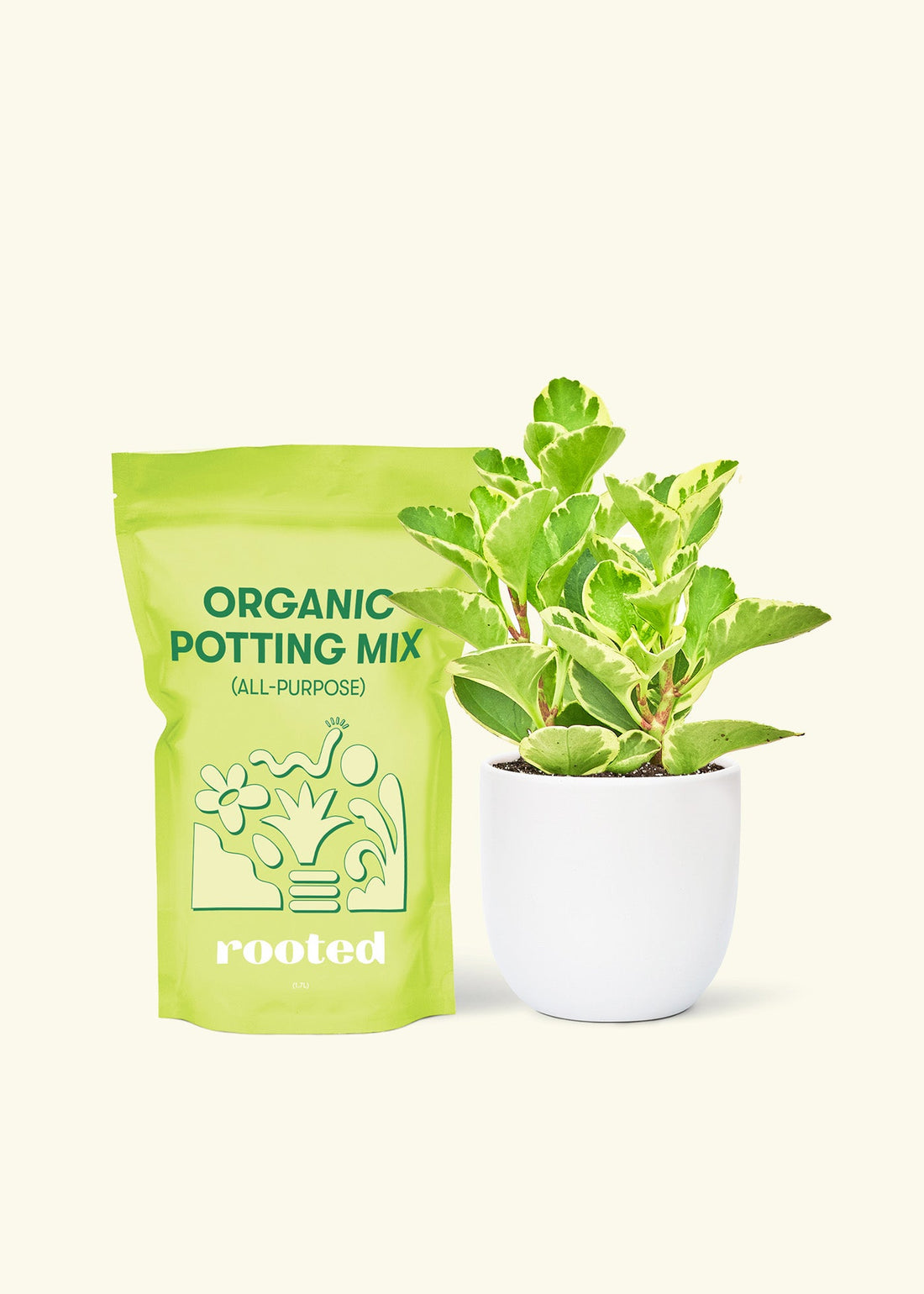 Small Variegated Baby Rubber Plant (Peperomia obtusifolia variegata) in a white rounded pot and a bag of soil.