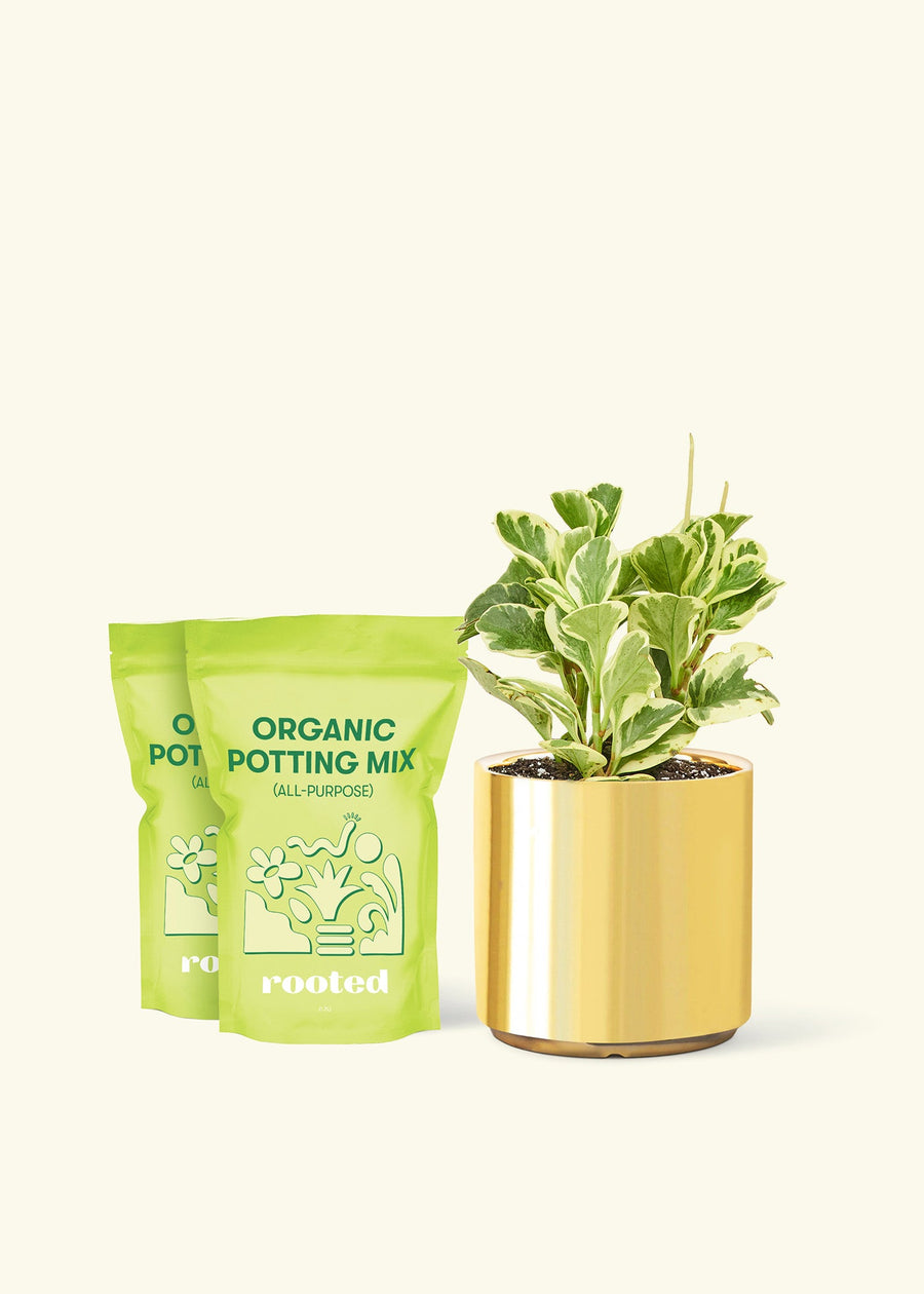 Medium Baby Rubber Plant in a gold cylinder pot and 2 bags of soil.