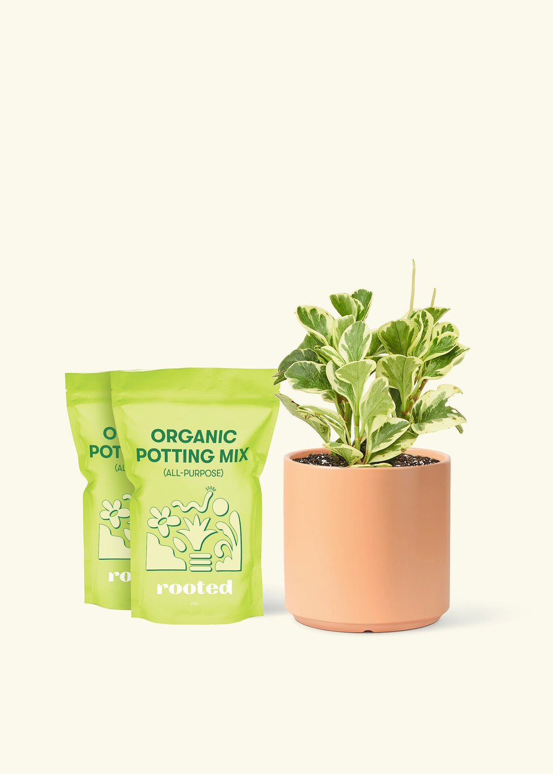 Medium Baby Rubber Plant in a peach cylinder pot and 2 bags of soil.