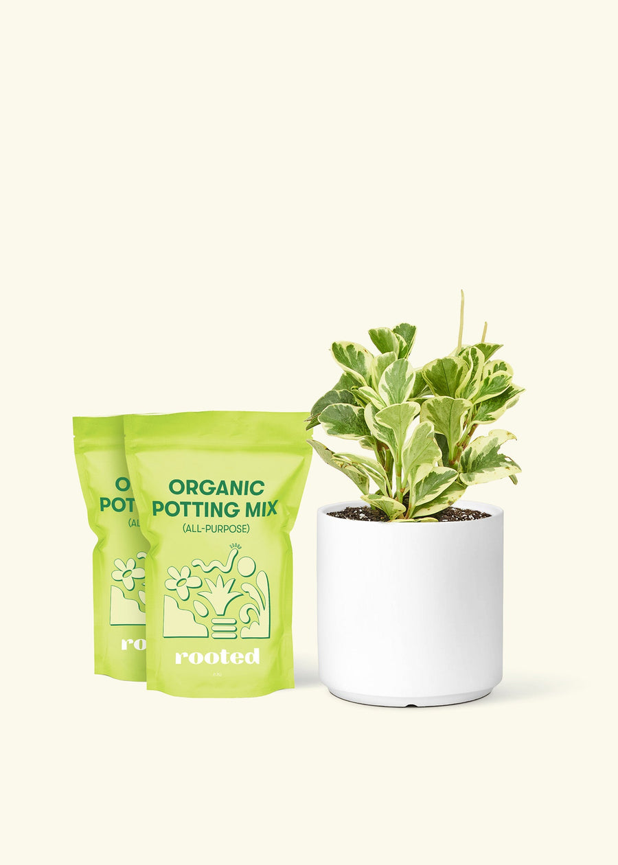 Medium Baby Rubber Plant in a white cylinder pot and 2 bags of soil.